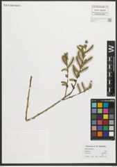 Foto von Salix purpurea L.